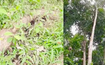 ക്ഷേത്രത്തിലെ മരങ്ങള് മുറിച്ച് വിറ്റ സംഭവത്തില് താത്കാലിക ശാന്തിക്കാരനെ ദേവസ്വം ബോര്ഡ് പിരിച്ചുവിട്ടു