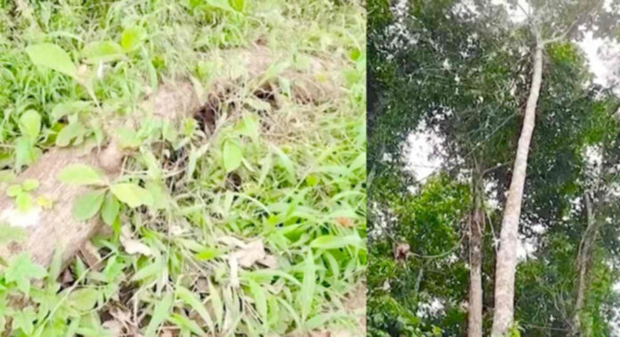 ക്ഷേത്രത്തിലെ മരങ്ങള് മുറിച്ച് വിറ്റ സംഭവത്തില് താത്കാലിക ശാന്തിക്കാരനെ ദേവസ്വം ബോര്ഡ് പിരിച്ചുവിട്ടു ക്ഷേത്രത്തിലെ മരങ്ങള് മുറിച്ച് വിറ്റ സംഭവത്തില് താത്കാലിക ശാന്തിക്കാരനെ ദേവസ്വം ബോര്ഡ് പിരിച്ചുവിട്ടു