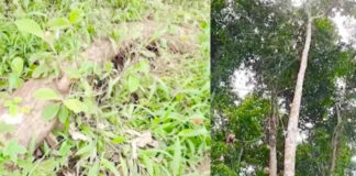 ഭഗവതിക്കുന്ന് ക്ഷേത്രത്തിലെ തടി കടത്തില് സബ് ഗ്രൂപ്പ് ഓഫീസറെ ബലിയാടാക്കരുത് : സമഗ്ര അന്വേഷണം വേണമെന്ന് ഭക്തജനങ്ങൾ