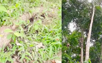 ഭഗവതിക്കുന്ന് ക്ഷേത്രത്തിലെ തടി കടത്തില് സബ് ഗ്രൂപ്പ് ഓഫീസറെ ബലിയാടാക്കരുത് : സമഗ്ര അന്വേഷണം വേണമെന്ന് ഭക്തജനങ്ങൾ