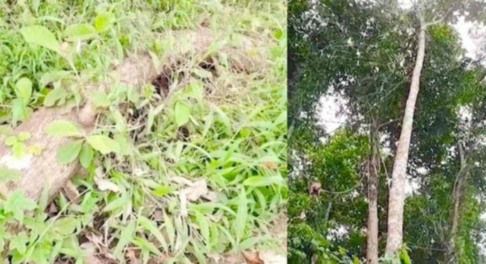 ഭഗവതിക്കുന്ന് ക്ഷേത്രത്തിലെ തടി കടത്തില് സബ് ഗ്രൂപ്പ് ഓഫീസറെ ബലിയാടാക്കരുത് : സമഗ്ര അന്വേഷണം വേണമെന്ന് ഭക്തജനങ്ങൾ ഭഗവതിക്കുന്ന് ക്ഷേത്രത്തിലെ തടി കടത്തില് സബ് ഗ്രൂപ്പ് ഓഫീസറെ ബലിയാടാക്കരുത് : സമഗ്ര അന്വേഷണം വേണമെന്ന് ഭക്തജനങ്ങൾ