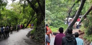 കനത്ത മഴ ; നെല്ലിയാമ്പതി ചുരം റോഡിൽ മരം കടപുഴകി വീണു