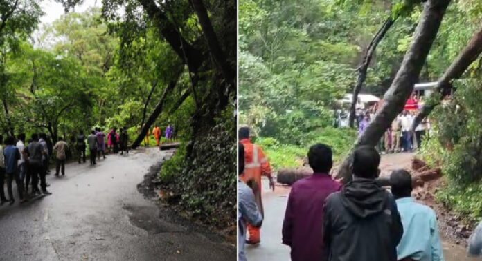 കനത്ത മഴ ; നെല്ലിയാമ്പതി ചുരം റോഡിൽ മരം കടപുഴകി വീണു കനത്ത മഴ ; നെല്ലിയാമ്പതി ചുരം റോഡിൽ മരം കടപുഴകി വീണു