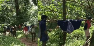ഇടമലക്കുടിയിൽ വീണ്ടും ദുരിതയാത്ര ; പനി ബാധിച്ച വീട്ടമ്മയെ കാട്ടിലൂടെ ചുമന്നത് 7 കിലോമീറ്റർ