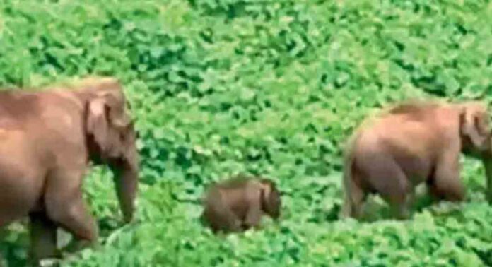 അമ്പനാട് എസ്റ്റേറ്റിനരികെ കാട്ടാനയുടെ പ്രസവത്തിന് കാവലായി ആനക്കൂട്ടം അമ്പനാട് എസ്റ്റേറ്റിനരികെ കാട്ടാനയുടെ പ്രസവത്തിന് കാവലായി ആനക്കൂട്ടം