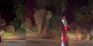 അതിരപ്പിള്ളിയിൽ ആംബുലൻസിന് നേരെ കാട്ടാനക്കൂട്ടത്തിന്റെ ആക്രമണം