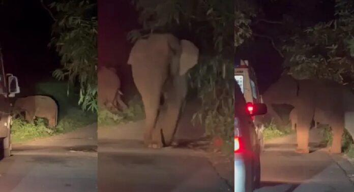 അതിരപ്പിള്ളിയിൽ ആംബുലൻസിന് നേരെ കാട്ടാനക്കൂട്ടത്തിന്റെ ആക്രമണം അതിരപ്പിള്ളിയിൽ ആംബുലൻസിന് നേരെ കാട്ടാനക്കൂട്ടത്തിന്റെ ആക്രമണം