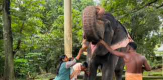 കോന്നി ആനത്താവളത്തില് ആനയൂട്ട് നടന്നു : ചടങ്ങുകള് ലളിതമാക്കി വനം വകുപ്പ്