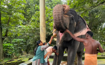 കോന്നി ആനത്താവളത്തില് ആനയൂട്ട് നടന്നു : ചടങ്ങുകള് ലളിതമാക്കി വനം വകുപ്പ്