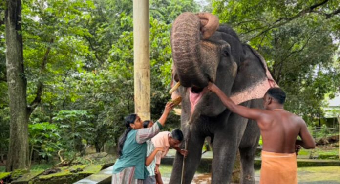 കോന്നി ആനത്താവളത്തില് ആനയൂട്ട് നടന്നു : ചടങ്ങുകള് ലളിതമാക്കി വനം വകുപ്പ് കോന്നി ആനത്താവളത്തില് ആനയൂട്ട് നടന്നു : ചടങ്ങുകള് ലളിതമാക്കി വനം വകുപ്പ്