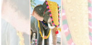 ക്ഷേത്ര ഉത്സവത്തിന് തിടമ്പേറ്റാൻ ‘ഗുരുപുരം അർജുനൻ’ ; റോബോട്ടിക് ആനയെ 25-ന് നടയിരുത്തും