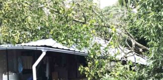 ഹരിപ്പാട്ട് മരം വീടിന് മുകളിലേക്ക് കടപുഴകിവീണു ; അമ്മയും മകളും അത്ഭുതകരമായി രക്ഷപെട്ടു