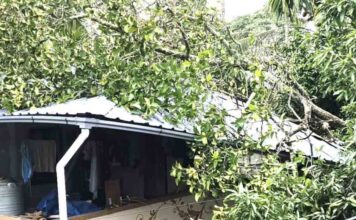 ഹരിപ്പാട്ട് മരം വീടിന് മുകളിലേക്ക് കടപുഴകിവീണു ; അമ്മയും മകളും അത്ഭുതകരമായി രക്ഷപെട്ടു