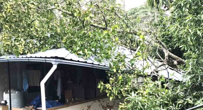 ഹരിപ്പാട്ട് മരം വീടിന് മുകളിലേക്ക് കടപുഴകിവീണു ; അമ്മയും മകളും അത്ഭുതകരമായി രക്ഷപെട്ടു ഹരിപ്പാട്ട് മരം വീടിന് മുകളിലേക്ക് കടപുഴകിവീണു ; അമ്മയും മകളും അത്ഭുതകരമായി രക്ഷപെട്ടു
