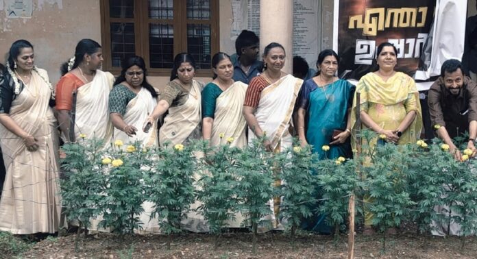 ഓണാഘോഷത്തിന് ജമന്തിപ്പൂക്കളുടെ വിളവെടുപ്പ് ഓണാഘോഷത്തിന് ജമന്തിപ്പൂക്കളുടെ വിളവെടുപ്പ്