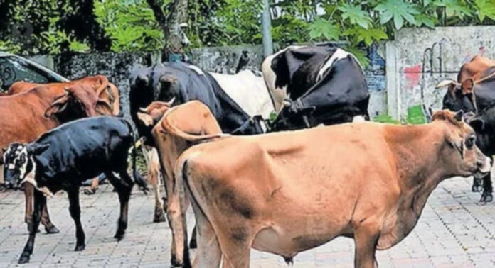 മഴക്കെടുതിയില് ദുരിതത്തിലായി വളര്ത്ത് മൃഗങ്ങള് മഴക്കെടുതിയില് ദുരിതത്തിലായി വളര്ത്ത് മൃഗങ്ങള്
