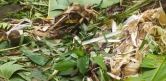 വടശ്ശേരിക്കരയില് വീണ്ടും കാട്ടാന ആക്രമണം : ഉറക്കം നഷ്ടപ്പെട്ട് ജനങ്ങള്