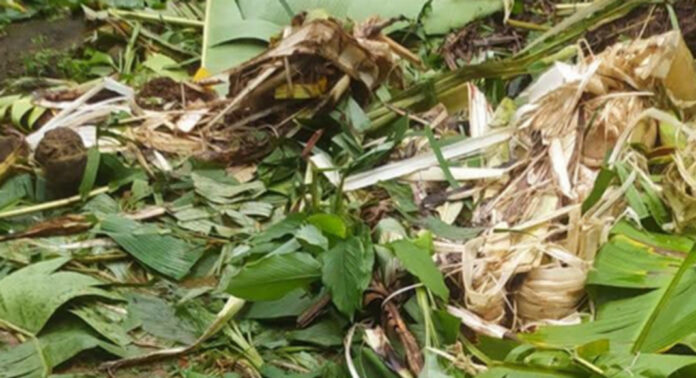 വടശ്ശേരിക്കരയില് വീണ്ടും കാട്ടാന ആക്രമണം : ഉറക്കം നഷ്ടപ്പെട്ട് ജനങ്ങള് വടശ്ശേരിക്കരയില് വീണ്ടും കാട്ടാന ആക്രമണം : ഉറക്കം നഷ്ടപ്പെട്ട് ജനങ്ങള്