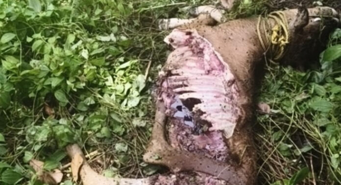 ആവോലിക്കുഴിയില് അജ്ഞാത ജീവിയുടെ ആക്രമണത്തില് പശുക്കിടാവ് ചത്തു : ആക്രമിച്ചത് കടുവയെന്ന് സംശയം ആവോലിക്കുഴിയില് അജ്ഞാത ജീവിയുടെ ആക്രമണത്തില് പശുക്കിടാവ് ചത്തു : ആക്രമിച്ചത് കടുവയെന്ന് സംശയം