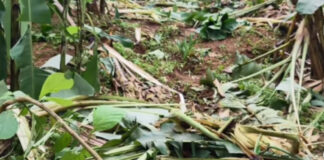കുമ്മണ്ണൂര് നെടിയകാലായില് ജനവാസ മേഖലയില് കാട്ടാനയിറങ്ങി : വ്യാപക കൃഷി നാശം