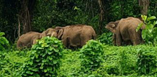 കോന്നി കല്ലേലിയില് ജനവാസമേഖലയില് പകലും രാത്രിയിലും കാട്ടാനകള്