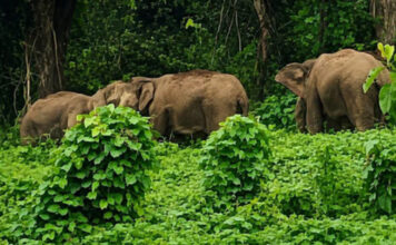 കോന്നി കല്ലേലിയില് ജനവാസമേഖലയില് പകലും രാത്രിയിലും കാട്ടാനകള്