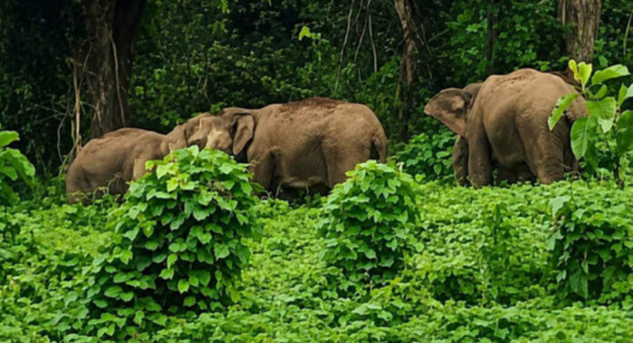 കോന്നി കല്ലേലിയില് ജനവാസമേഖലയില് പകലും രാത്രിയിലും കാട്ടാനകള് കോന്നി കല്ലേലിയില് ജനവാസമേഖലയില് പകലും രാത്രിയിലും കാട്ടാനകള്