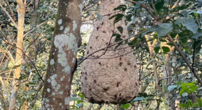മാത്തുക്കുട്ടിയുടെ ധീരമായ ഇടപെടല് ഫലം കണ്ടു : അന്ത്യാളൻകാവിലെ കുളവിക്കൂട് നീക്കം ചെയ്തു മാത്തുക്കുട്ടിയുടെ ധീരമായ ഇടപെടല് ഫലം കണ്ടു : അന്ത്യാളൻകാവിലെ കുളവിക്കൂട് നീക്കം ചെയ്തു