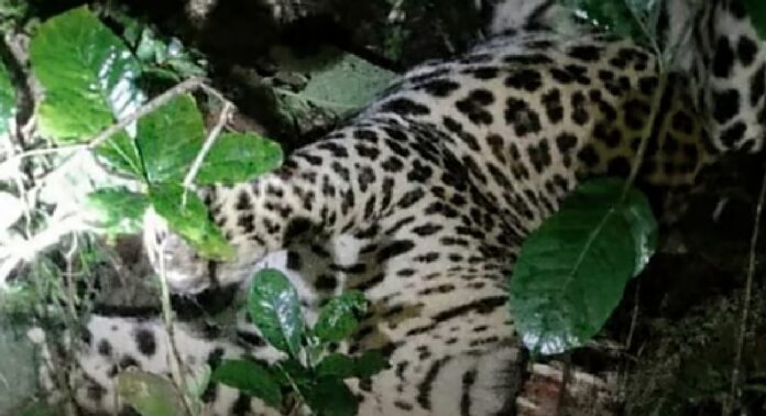 കണ്ണൂരിലെ മാലൂരിൽ സ്വകാര്യ വ്യക്തിയുടെ കൃഷിയിടത്തിൽ സ്ഥാപിച്ച പന്നിക്കെണിയിൽ പുലി കുടുങ്ങി കണ്ണൂരിലെ മാലൂരിൽ സ്വകാര്യ വ്യക്തിയുടെ കൃഷിയിടത്തിൽ സ്ഥാപിച്ച പന്നിക്കെണിയിൽ പുലി കുടുങ്ങി