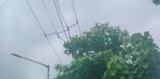 മന്ദിരംപടി ജംഗ്ഷനിൽ വൈദ്യുതി ലൈനില് തട്ടി മരച്ചില്ലകള് : അപകട ഭീതിയിൽ യാത്രക്കാർ