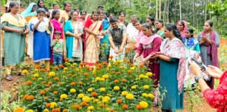 നിറപ്പൊലിമ : കുടുംബശ്രീ ട്രൈബൽ ജെ.എൽ.ജികളിൽ നിന്ന് ഓണപ്പൂക്കൾ വിപണിയിലേക്ക്