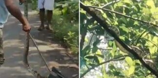 മുക്കത്ത് അങ്കണവാടിക്ക് സമീപം മരത്തിൽ കണ്ടെത്തിയ പെരുമ്പാമ്പിനെ പിടികൂടി