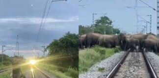 കാട്ടാനക്കൂട്ടത്തിന് സുരക്ഷിതമായി റെയിൽവേ പാളം മുറിച്ചുകടക്കാൻ വഴിയൊരുക്കി രാജധാനി എക്സ്പ്രസ്
