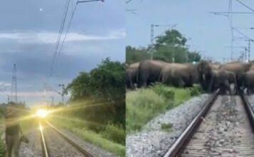 കാട്ടാനക്കൂട്ടത്തിന് സുരക്ഷിതമായി റെയിൽവേ പാളം മുറിച്ചുകടക്കാൻ വഴിയൊരുക്കി രാജധാനി എക്സ്പ്രസ്