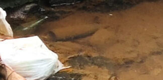 മാലിന്യം തോട്ടിലേക്ക് ഒഴുക്കി : റാന്നി ഉതിമൂട് പഞ്ചാബി ഹോട്ടലിന് സ്റ്റോപ്പ് മെമ്മോ