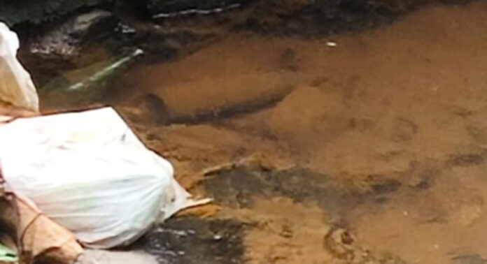 മാലിന്യം തോട്ടിലേക്ക് ഒഴുക്കി : റാന്നി ഉതിമൂട് പഞ്ചാബി ഹോട്ടലിന് സ്റ്റോപ്പ് മെമ്മോ മാലിന്യം തോട്ടിലേക്ക് ഒഴുക്കി : റാന്നി ഉതിമൂട് പഞ്ചാബി ഹോട്ടലിന് സ്റ്റോപ്പ് മെമ്മോ