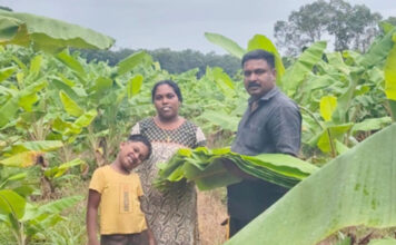 വാഴയിലയിലൂടെ വരുമാനം കണ്ടെത്തി ഇളമണ്ണൂര് സ്വദേശി സുരേഷും കുടുംബവും