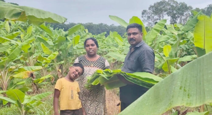 വാഴയിലയിലൂടെ വരുമാനം കണ്ടെത്തി ഇളമണ്ണൂര് സ്വദേശി സുരേഷും കുടുംബവും വാഴയിലയിലൂടെ വരുമാനം കണ്ടെത്തി ഇളമണ്ണൂര് സ്വദേശി സുരേഷും കുടുംബവും