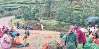 വയനാട് ദുരന്തത്തിന് പിന്നാലെ മാറ്റത്തിനൊരുങ്ങി തോട്ടം മേഖല