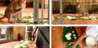 ശാസ്താംകോട്ട ശ്രീ ധർമശാസ്താ ക്ഷേത്രത്തിലെ വാനരസദ്യ നട