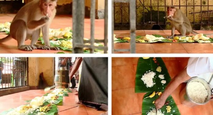 ശാസ്താംകോട്ട ശ്രീ ധർമശാസ്താ ക്ഷേത്രത്തിലെ വാനരസദ്യ നടന്നു ശാസ്താംകോട്ട ശ്രീ ധർമശാസ്താ ക്ഷേത്രത്തിലെ വാനരസദ്യ നടന്നു