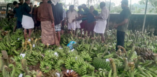 ജില്ലയില് വില വര്ധിച്ചിട്ടും വാഴക്കുലകള് കിട്ടാനില്ല : മറുനാടന് കുലകള് വിപണി കീഴടക്കുന്നു