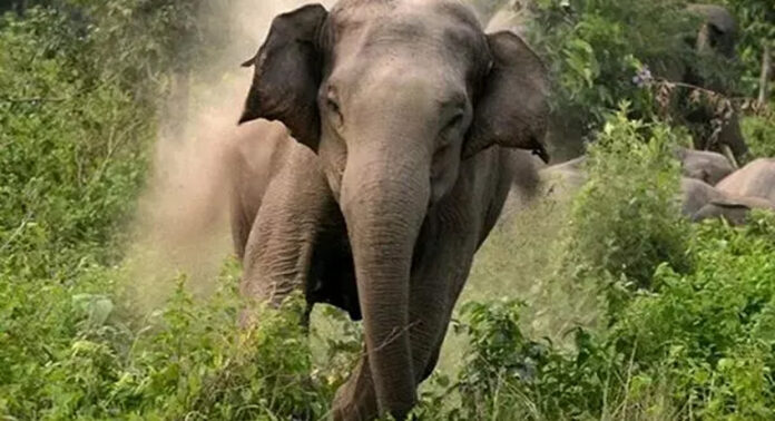 അതിരപ്പിള്ളിയിൽ കാട്ടാന ആക്രമണം ; പലചരക്ക് കട തകർത്ത് പഴങ്ങളും സാധനങ്ങളും അകത്താക്കി അതിരപ്പിള്ളിയിൽ കാട്ടാന ആക്രമണം ; പലചരക്ക് കട തകർത്ത് പഴങ്ങളും സാധനങ്ങളും അകത്താക്കി