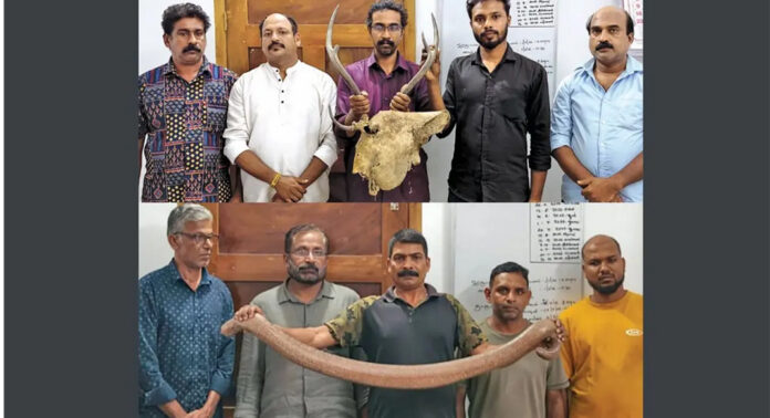 തിരുവനന്തപുരത്ത് മാൻകൊമ്പും ഇരുതലമൂരിയുമായി ഒൻപതുപേർ പിടിയിൽ ; കുറുക്കന്റെ രോമവുമായി മറ്റൊരു സംഘവും അറസ്റ്റിൽ തിരുവനന്തപുരത്ത് മാൻകൊമ്പും ഇരുതലമൂരിയുമായി ഒൻപതുപേർ പിടിയിൽ ; കുറുക്കന്റെ രോമവുമായി മറ്റൊരു സംഘവും അറസ്റ്റിൽ