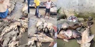ബിഹാറില് പ്രളയജലത്തോടൊപ്പം ഒഴുകിവന്ന അജ്ഞാത മത്സ്യങ്ങൾ കഴിക്കരുതെന്ന് മുന്നറിയിപ്പ്