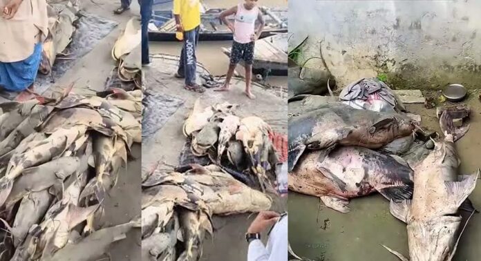 ബിഹാറില് പ്രളയജലത്തോടൊപ്പം ഒഴുകിവന്ന അജ്ഞാത മത്സ്യങ്ങൾ കഴിക്കരുതെന്ന് മുന്നറിയിപ്പ് ബിഹാറില് പ്രളയജലത്തോടൊപ്പം ഒഴുകിവന്ന അജ്ഞാത മത്സ്യങ്ങൾ കഴിക്കരുതെന്ന് മുന്നറിയിപ്പ്