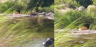 അട്ടപ്പാടി ഭവാനിപ്പുഴയിൽ ചാക്കിൽ കെട്ടിയനിലയിൽ ശരീരഭാഗങ്ങൾ കണ്ടെത്തി