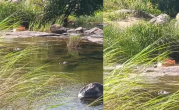 അട്ടപ്പാടി ഭവാനിപ്പുഴയിൽ ചാക്കിൽ കെട്ടിയനിലയിൽ ശരീരഭാഗങ്ങൾ കണ്ടെത്തി