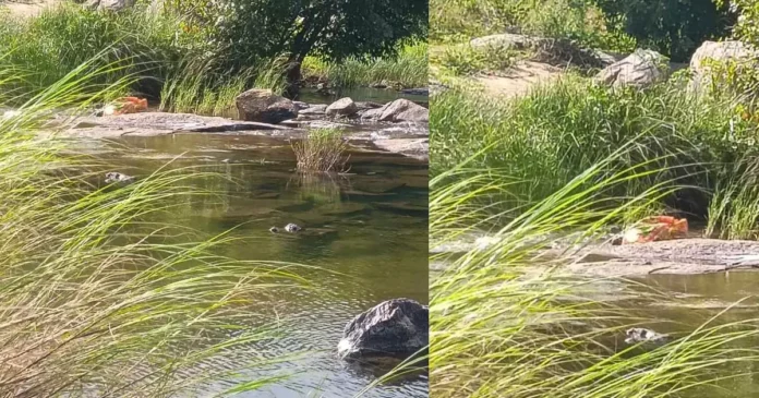 അട്ടപ്പാടി ഭവാനിപ്പുഴയിൽ ചാക്കിൽ കെട്ടിയനിലയിൽ ശരീരഭാഗങ്ങൾ കണ്ടെത്തി അട്ടപ്പാടി ഭവാനിപ്പുഴയിൽ ചാക്കിൽ കെട്ടിയനിലയിൽ ശരീരഭാഗങ്ങൾ കണ്ടെത്തി