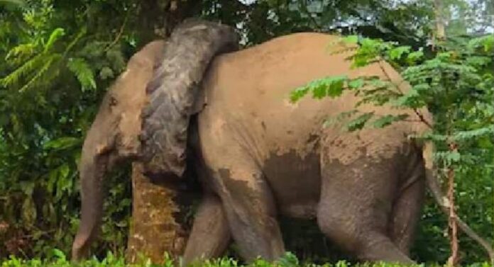 കഴുത്തിൽ ടയർ കുടുങ്ങി ബുദ്ധിമുട്ടുന്ന നിലയിൽ കാട്ടാനയെ കണ്ടെത്തി; അസമിൽ നിന്നുള്ള ദൃശ്യങ്ങൾ വൈറലാകുന്നു കഴുത്തിൽ ടയർ കുടുങ്ങി ബുദ്ധിമുട്ടുന്ന നിലയിൽ കാട്ടാനയെ കണ്ടെത്തി; അസമിൽ നിന്നുള്ള ദൃശ്യങ്ങൾ വൈറലാകുന്നു